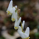 Dicentra cucullaria
