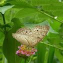 Grey pansy