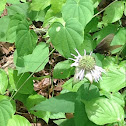Bee Balm or Wild Bergamot