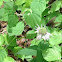 Bee Balm or Wild Bergamot