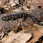 Spotted Salamander