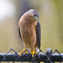 Sharp-shinned hawk