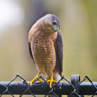 Sharp-shinned hawk