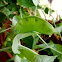 Guisantes
