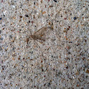 Mosquito Hawk