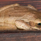 Baudin's Tree Frog