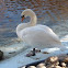 Cisne común, cisne mudo o cisne blanco.