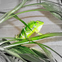 southern green calotes