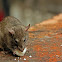 Rat