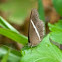 Smooth-eyed Bush-brown