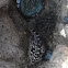 Star fish with sea anemone