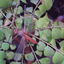 Dragon Fly. :)