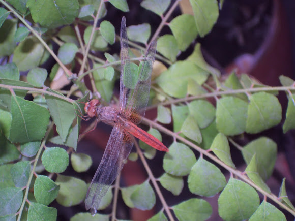 Spotting Image 1