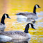 Canada Geese