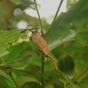 Case Moth Case