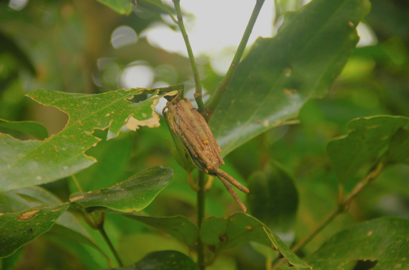Spotting Image 1