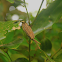 Case Moth Case