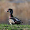 Woodduck