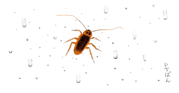 The Cockroach