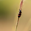 Blister Beetle