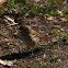 White-browed Scrub Robin
