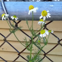 German chamomile