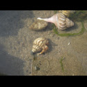 Hermit Crab
