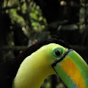 Keelbilled Toucan