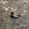 Male Mallard Duck