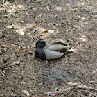 Male Mallard Duck