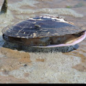 Fresh water Mussel