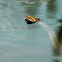 Culebra viperina (Viperine Snake)