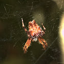 Tropical Tent-web Spider