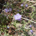 Wild Heliotrope