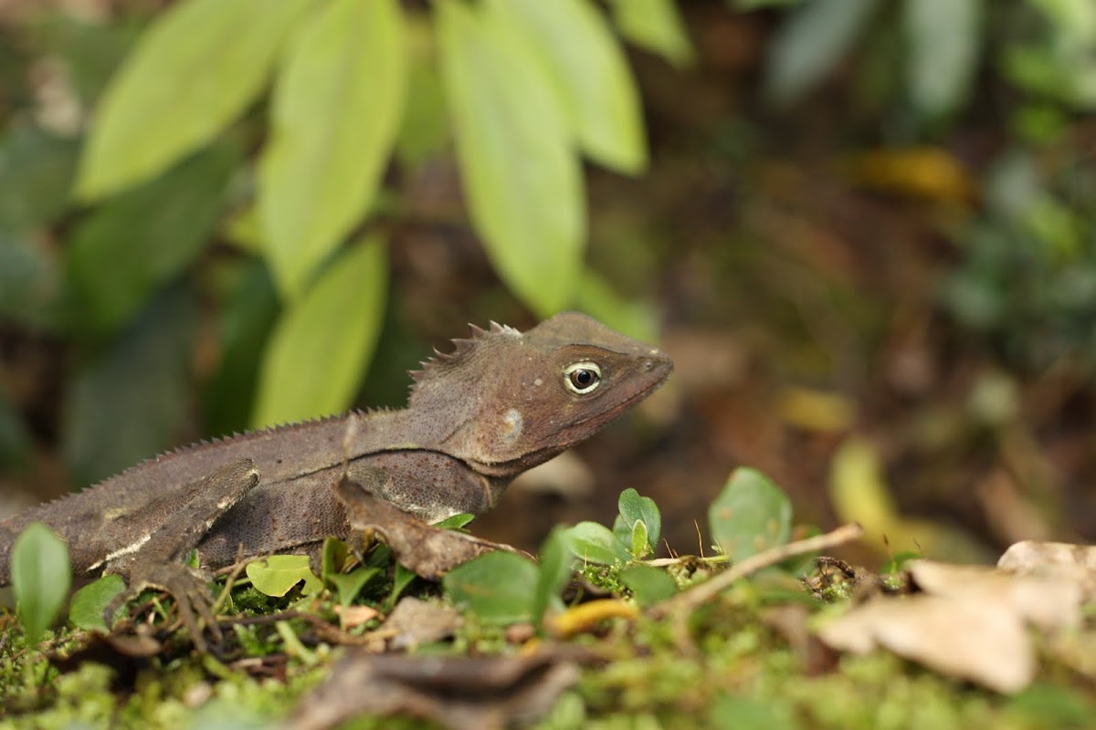 Southern Angle-headed Dragon