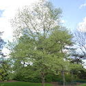Bloodgood London Planetree