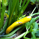 Yellow Zuccini
