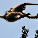Spider monkey
