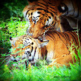 Wild Love 
