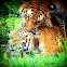 Bengal Tiger