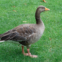 Greylag Goose