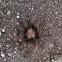 Tarantula