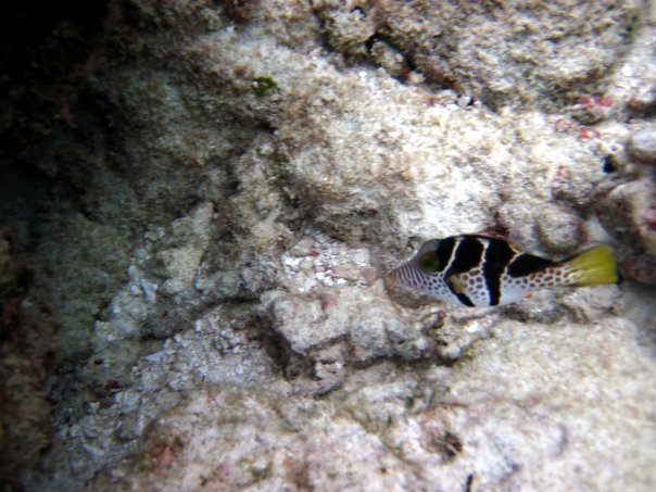 Valentin Filefish