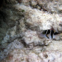 Valentin Filefish