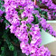 Bougainvillea