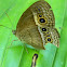 bush brown butterfly