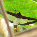 The Cucumber Moth