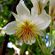 Sparrmannia