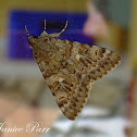 Dingy Skipper