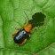 Chrysomelid beetle